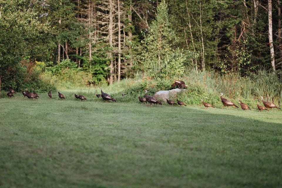 Some times the Turkeys pay a visit too