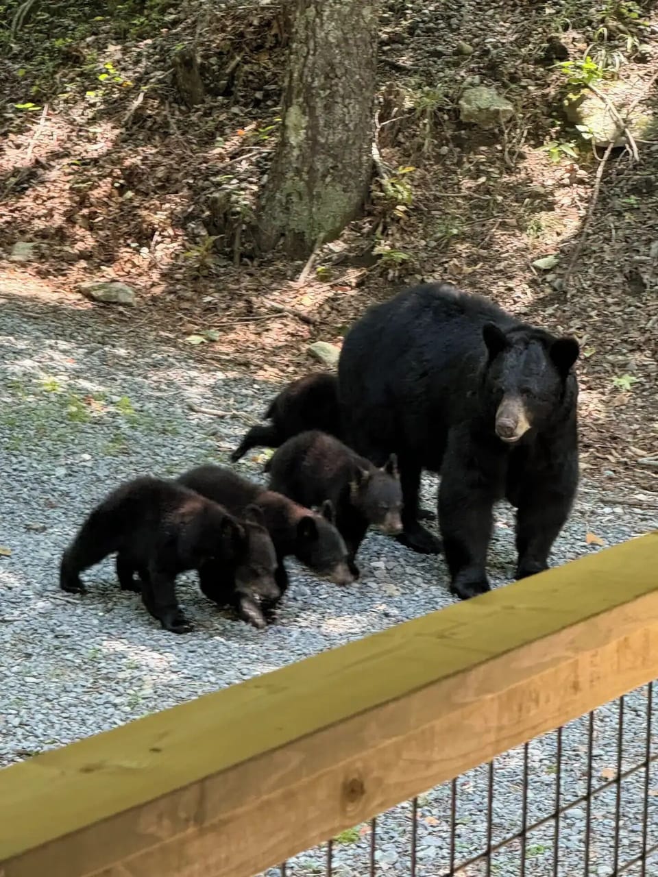 Enjoy wildlife directly from your deck!