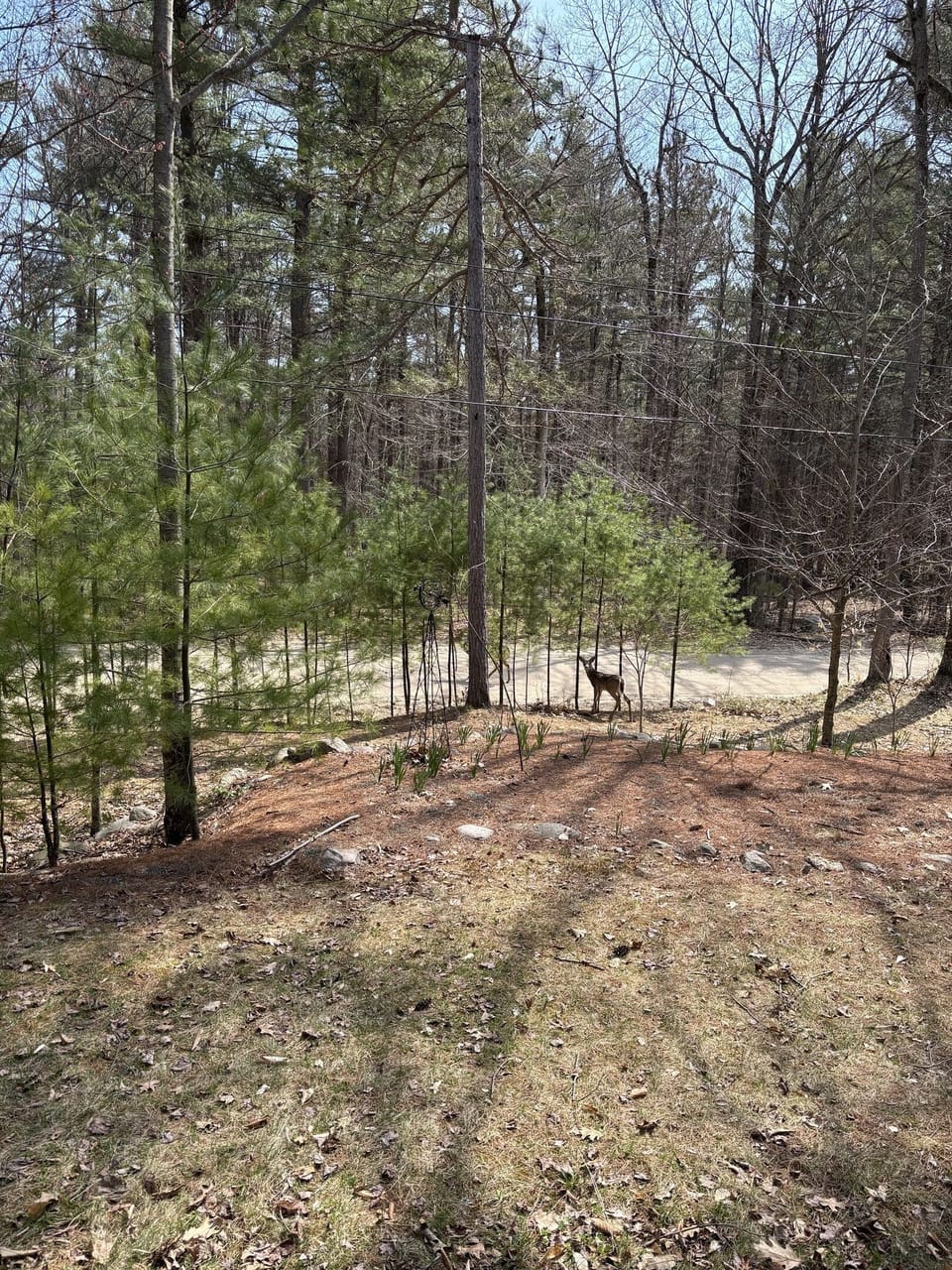 Deer might saunter by.
