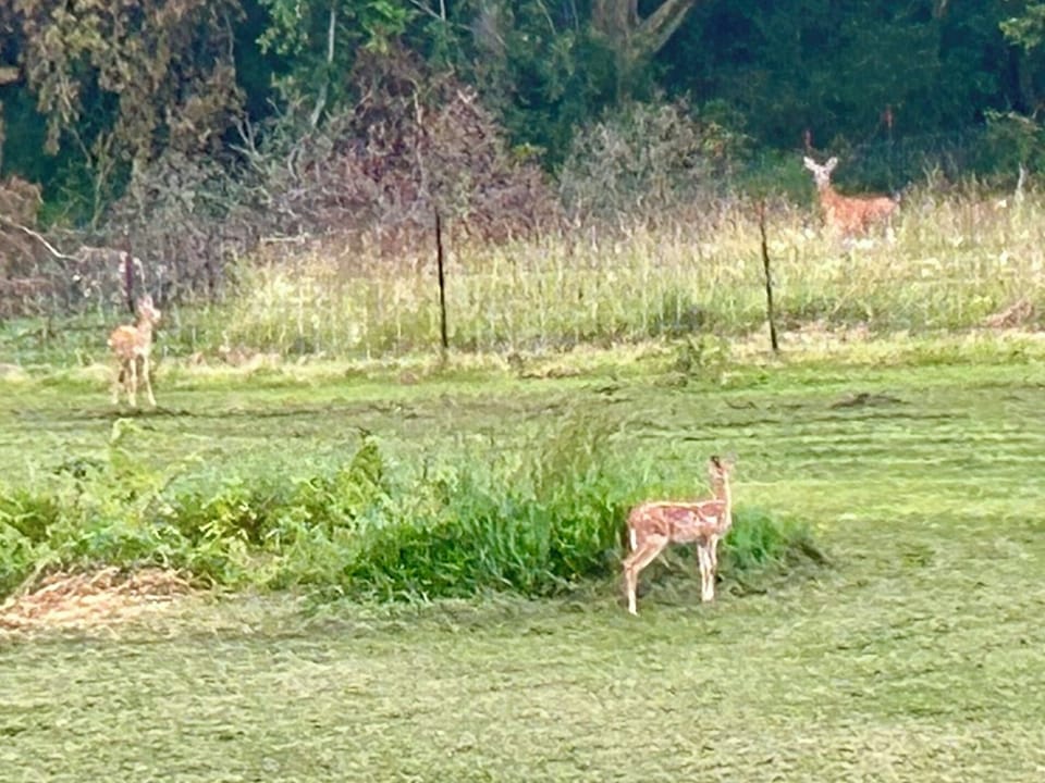 Wildlife you may see along with turkeys, rabbits, birds, etc.