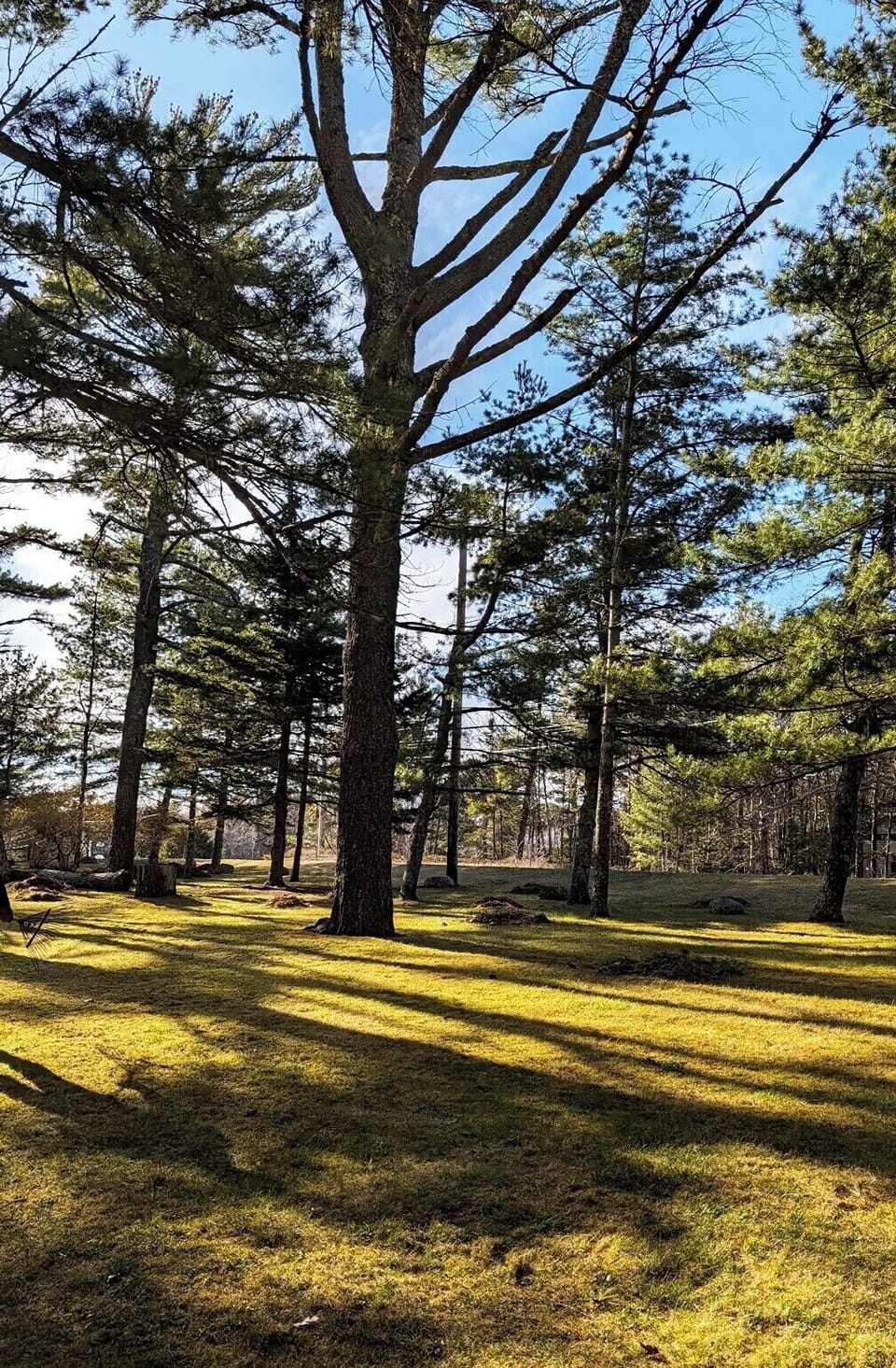 trees201
