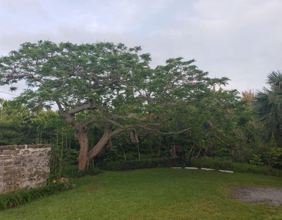 Front Yard with Royal Poinciana, blooms vibrant red blooms in mid summer.