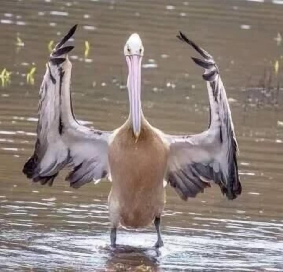 Pelican, commonly seen across island beaches and bays