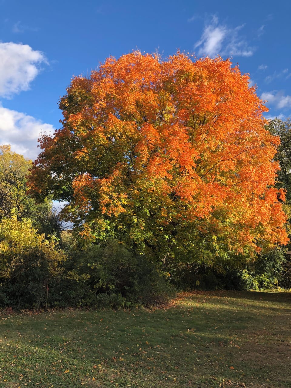 Fall is beautiful in Maple Lake!