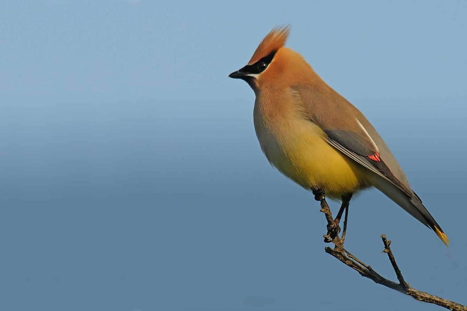 Bird watching in the north shore's myriad of nature preserves - one finds wax wings, and more.
