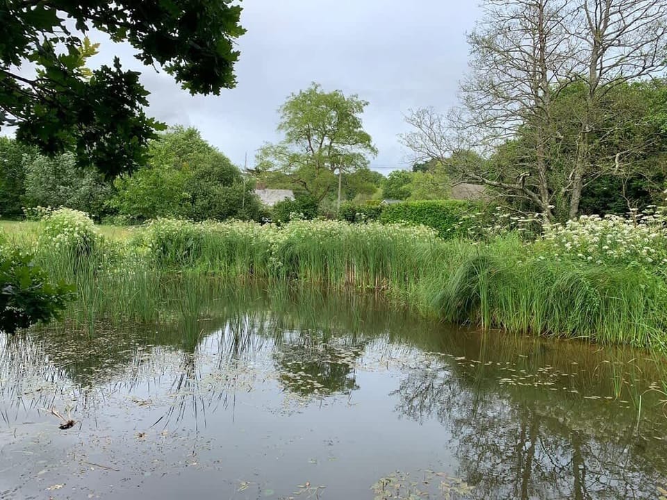 Take a walk to the local pond and listen to the wildlife!