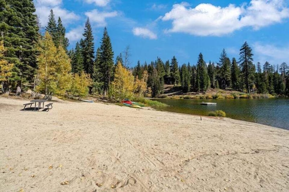 Nature, Outdoors, Scenery, Tree, Fir