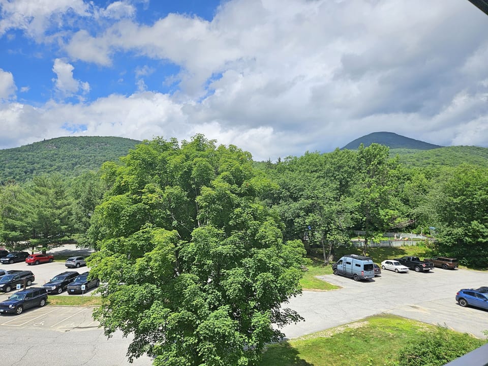 View (outdoor pool behind tree and fence)
