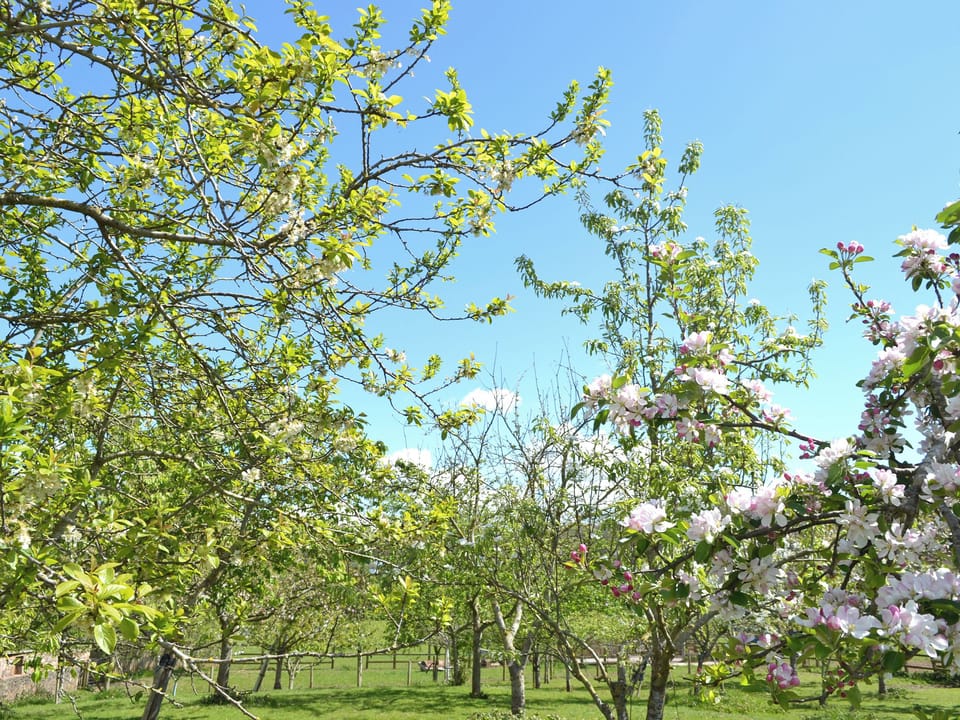 Garden Orchard is not attached to the cottage - fully gated and enclosed. From here watch the Geese and Ducks | Cider Barn, Hutton, near Weston-Super-Mare