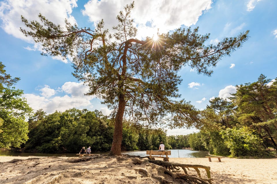Nature's Canopy: Relax Under the Shade of Ancient Trees - Visit Brabant