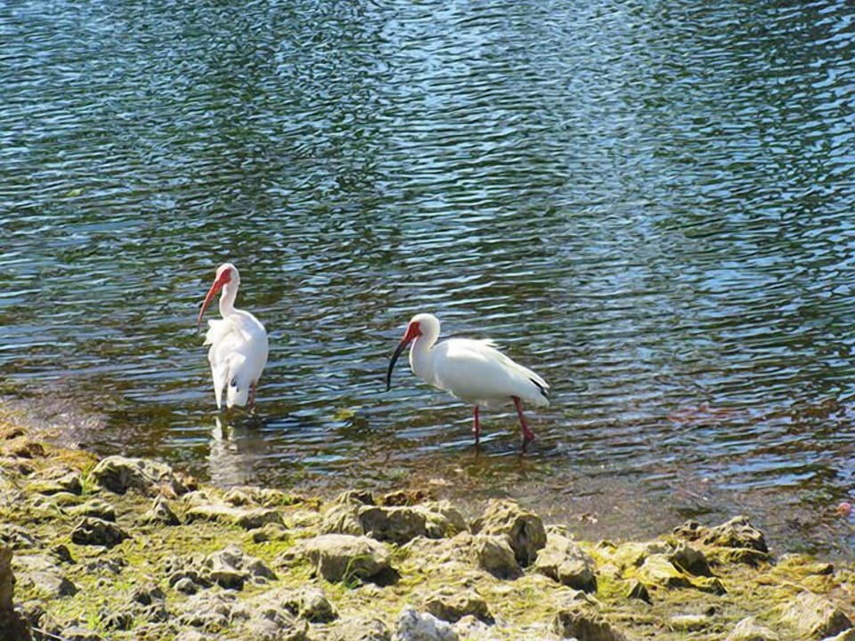 Ibis, spoonbills, egrets...all the rare coastal birds of Florida are here.