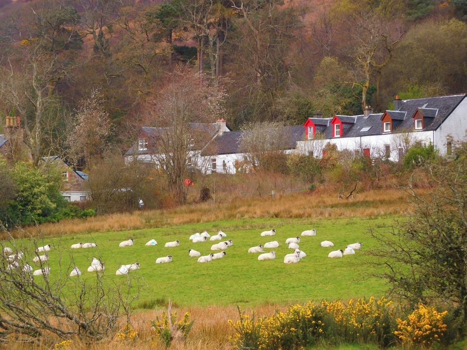 Setting | Old Steading, Brodick