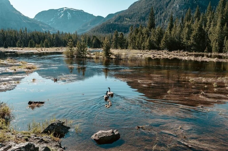 Ducks near Adams Falls