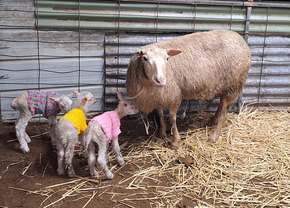 Ewe Mum (Glynis) with beautiful lambs Pout, Trout and Alpaca