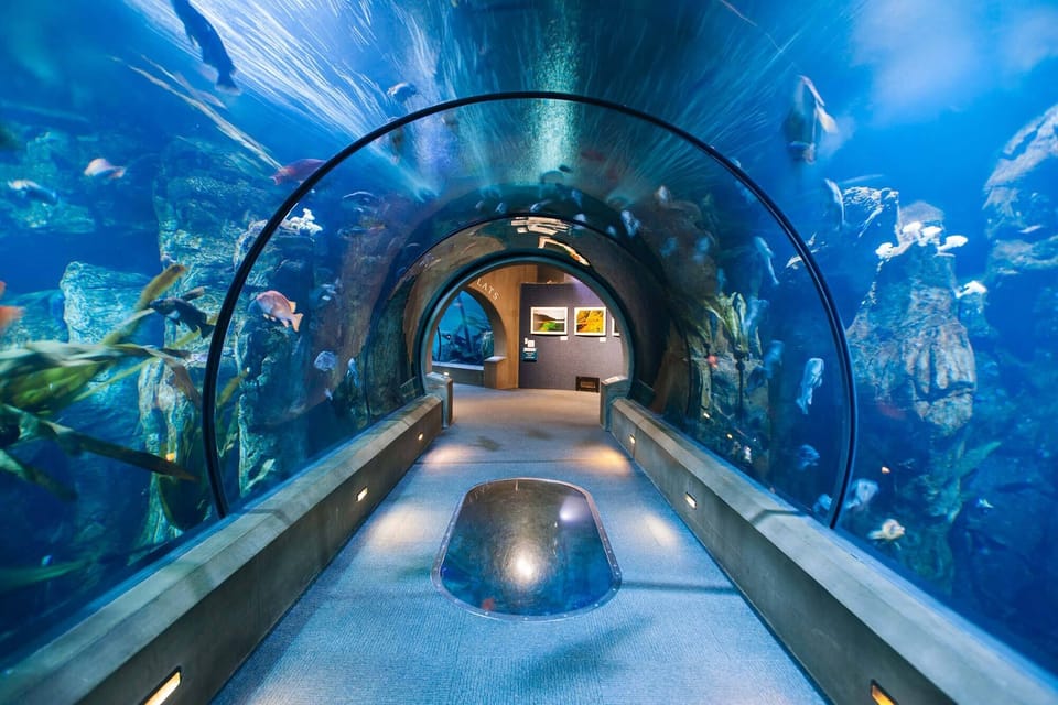 Explore unforgettable underwater tunnels at nearby ocean attractions.