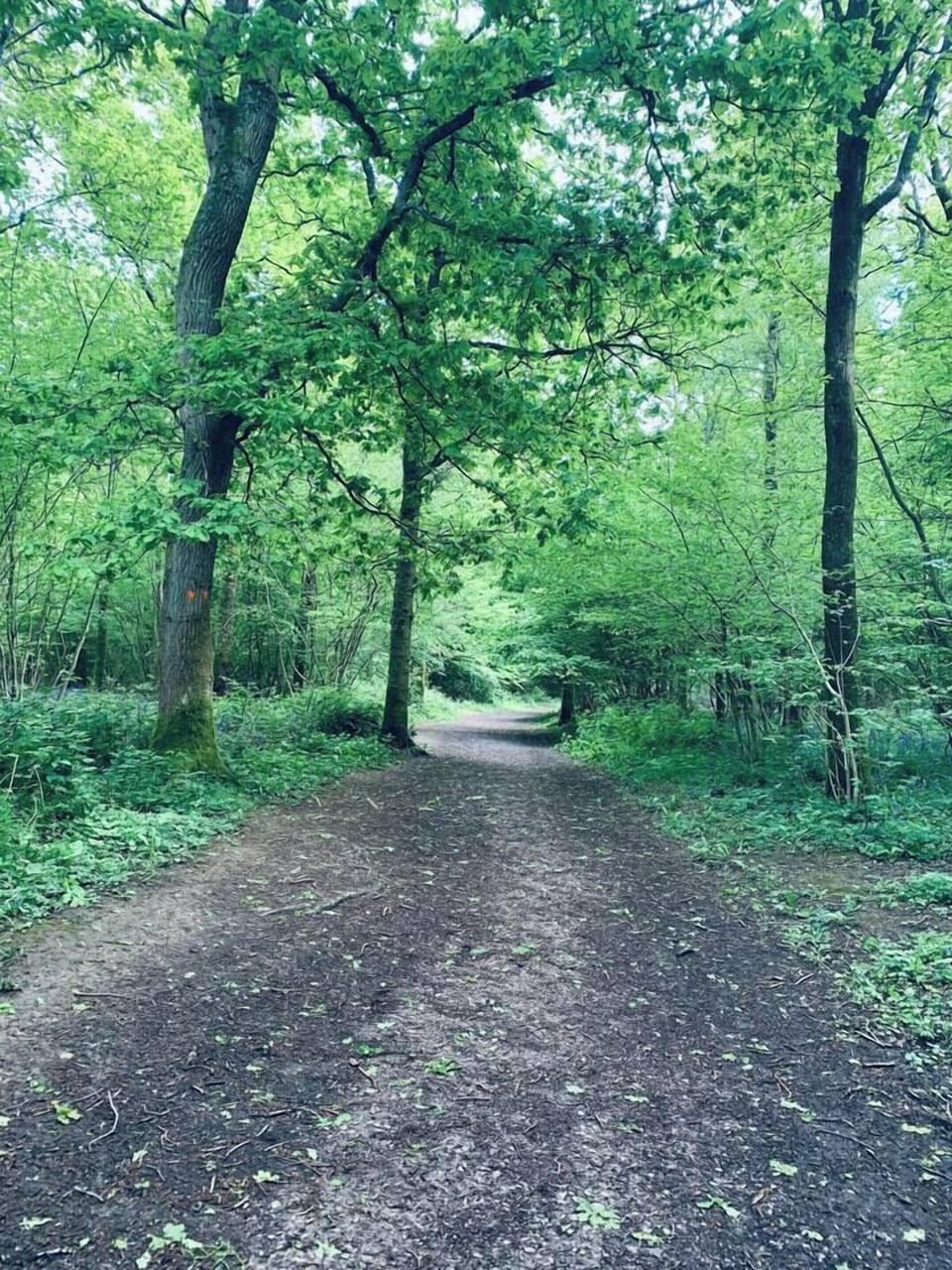 Local Woodland