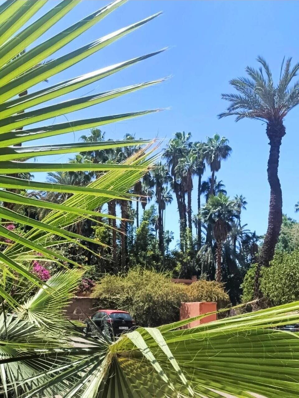 Les vastes jardins de la résidence sont un véritable éden devant le musée YSL ✨