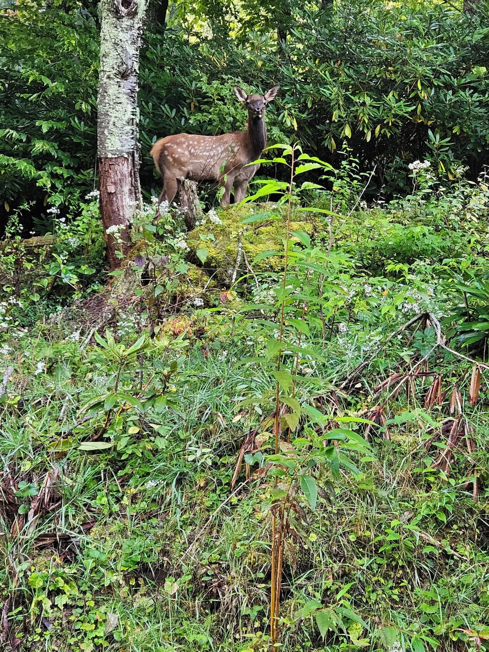 The elk love our neighborhood!