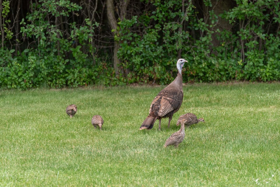 Watch out for the turkeys!