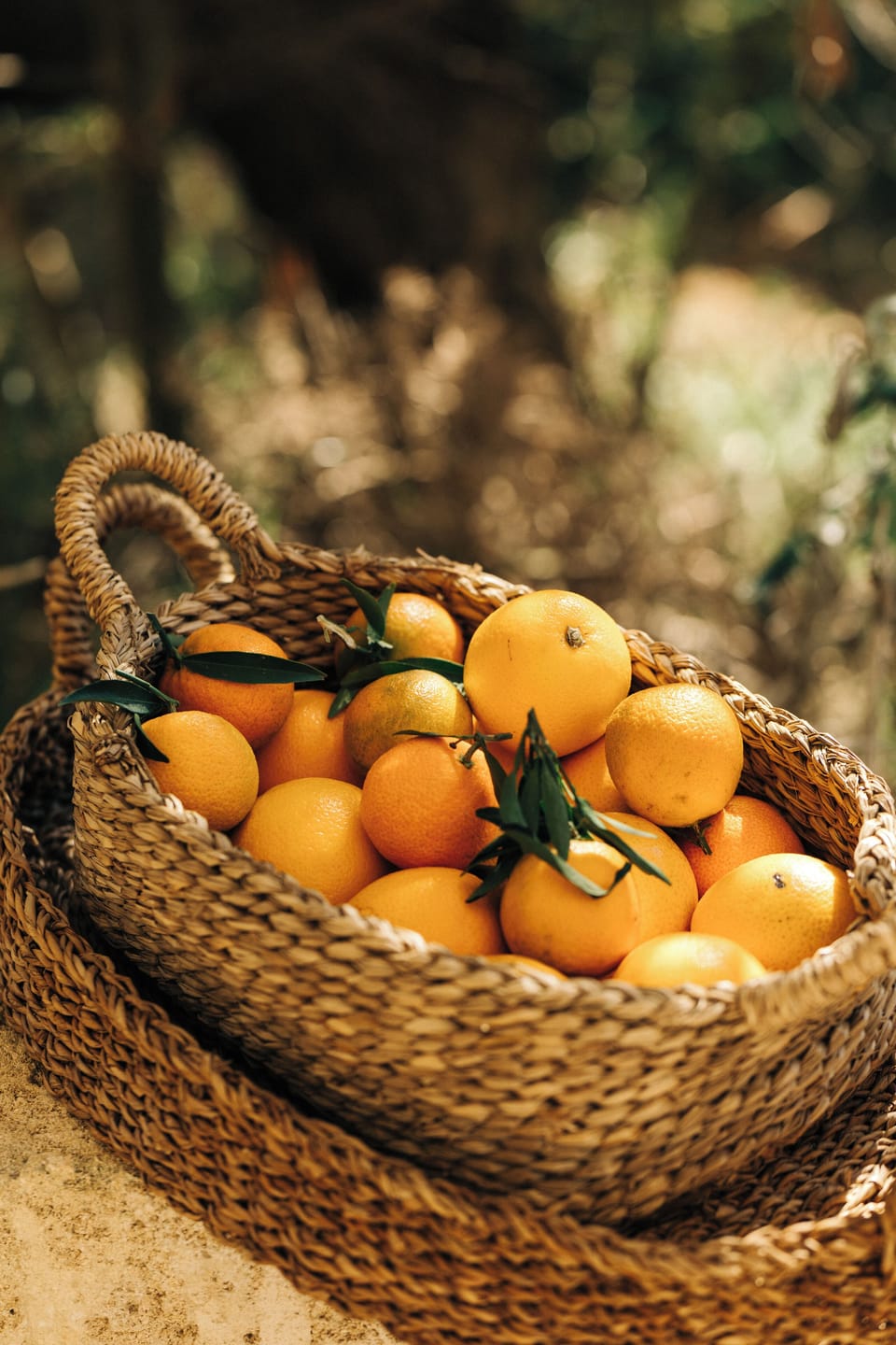 Lifestyle shot featuring a basket filled with fresh oranges from the garden.