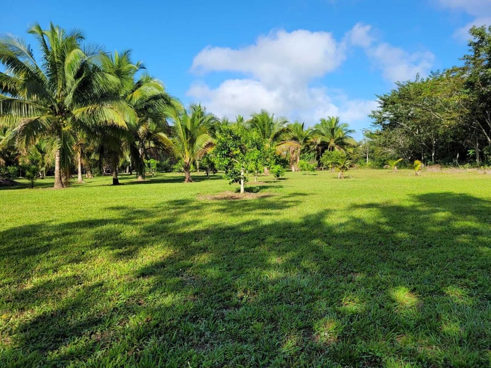 Take a tour on our organic farm where we have a variety of fruits trees & plants