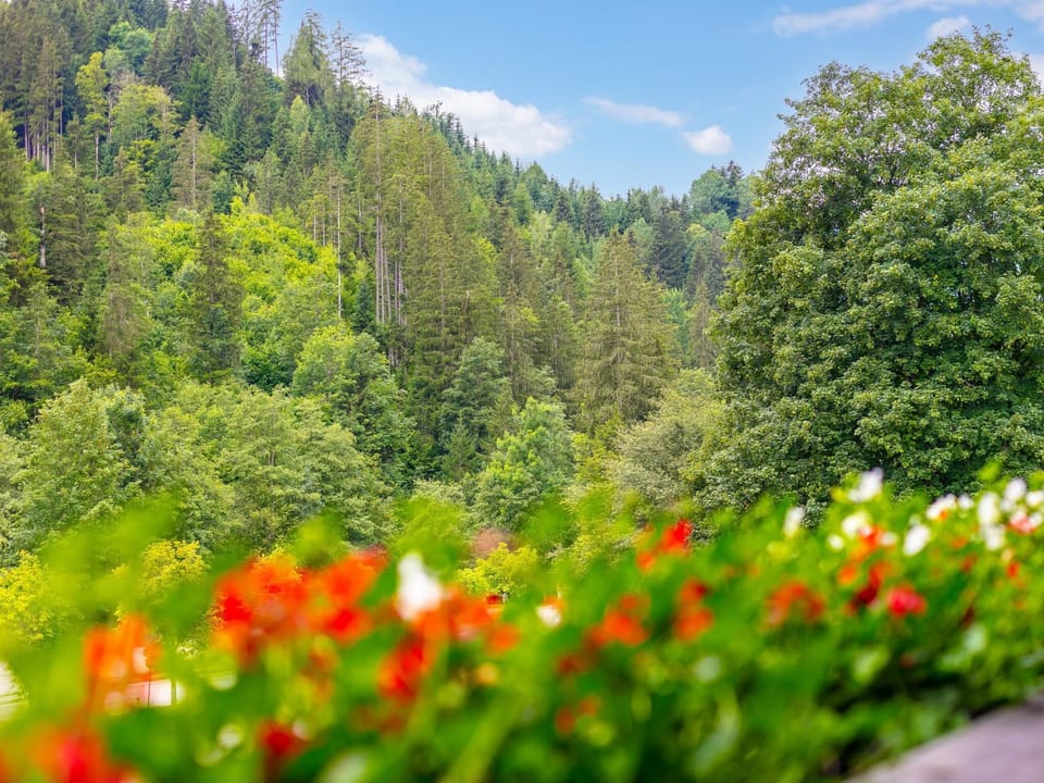 View from Holiday Home [summer]