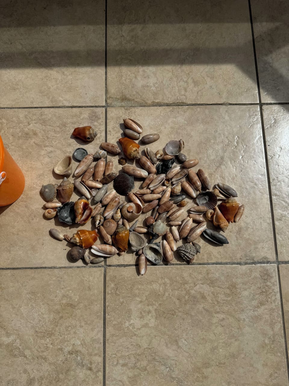 Great Shelling Day!