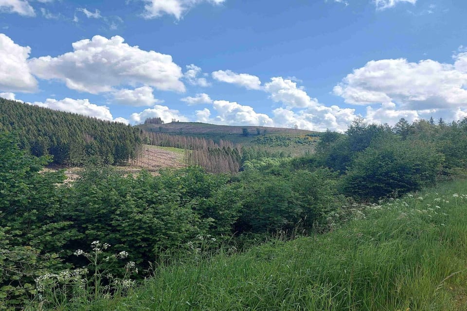 Region [summer] (>5 km)