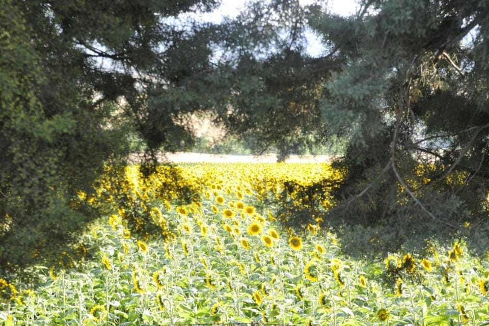 Region [summer] (>5 km)
