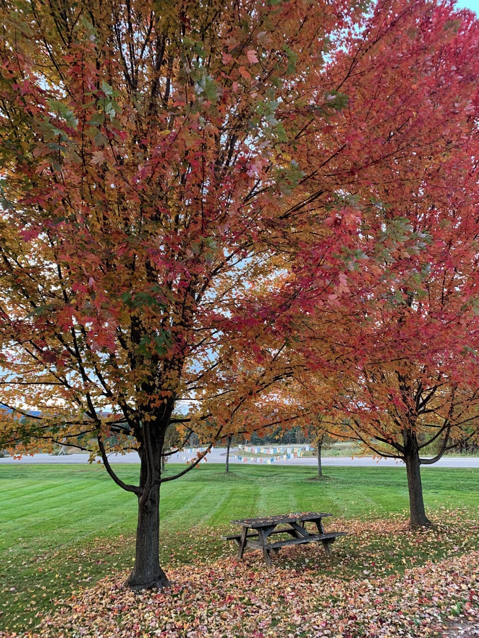 Maple season at Apple Tree Farmhouse.