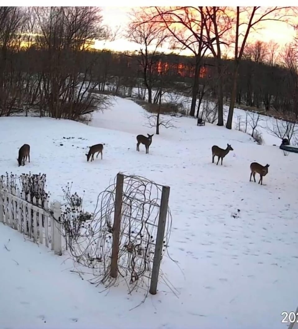 Majestic winter view of the yard