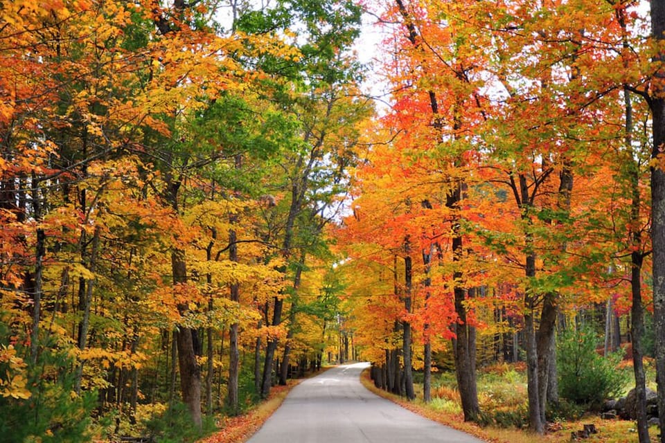Norwalk Foliage