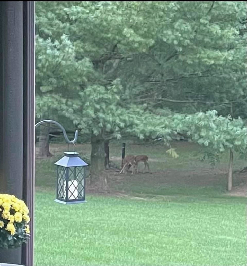 View from property