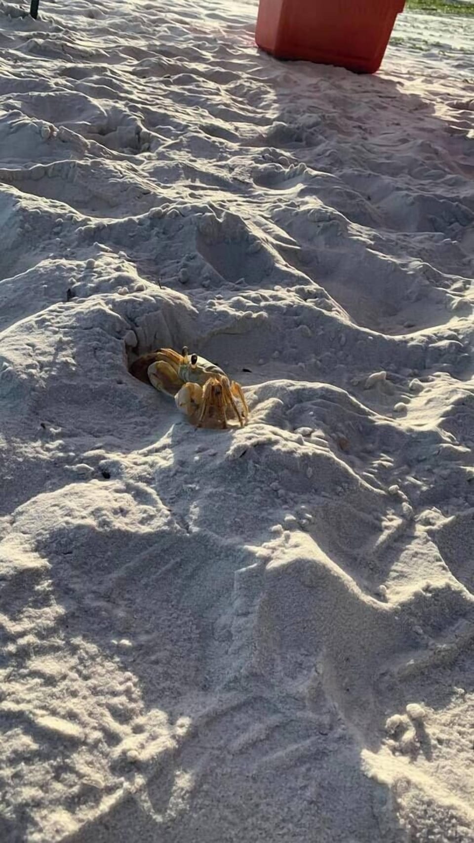 Other friends you may meet on St Joe Beach