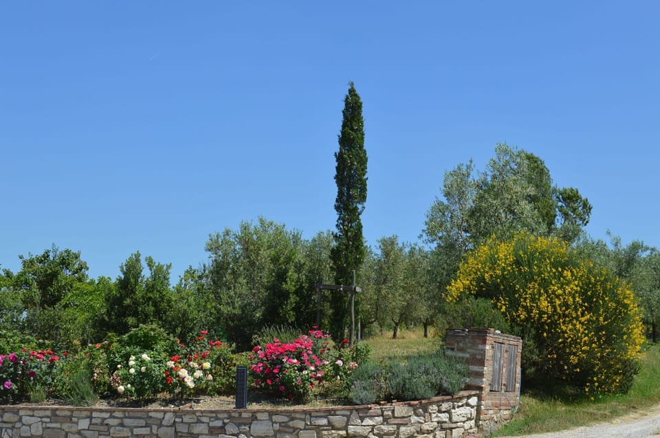 Sky, Plant, Flower, Plant Community, Tree, Natural Landscape, Hedge, Grass, Evergreen, Groundcover