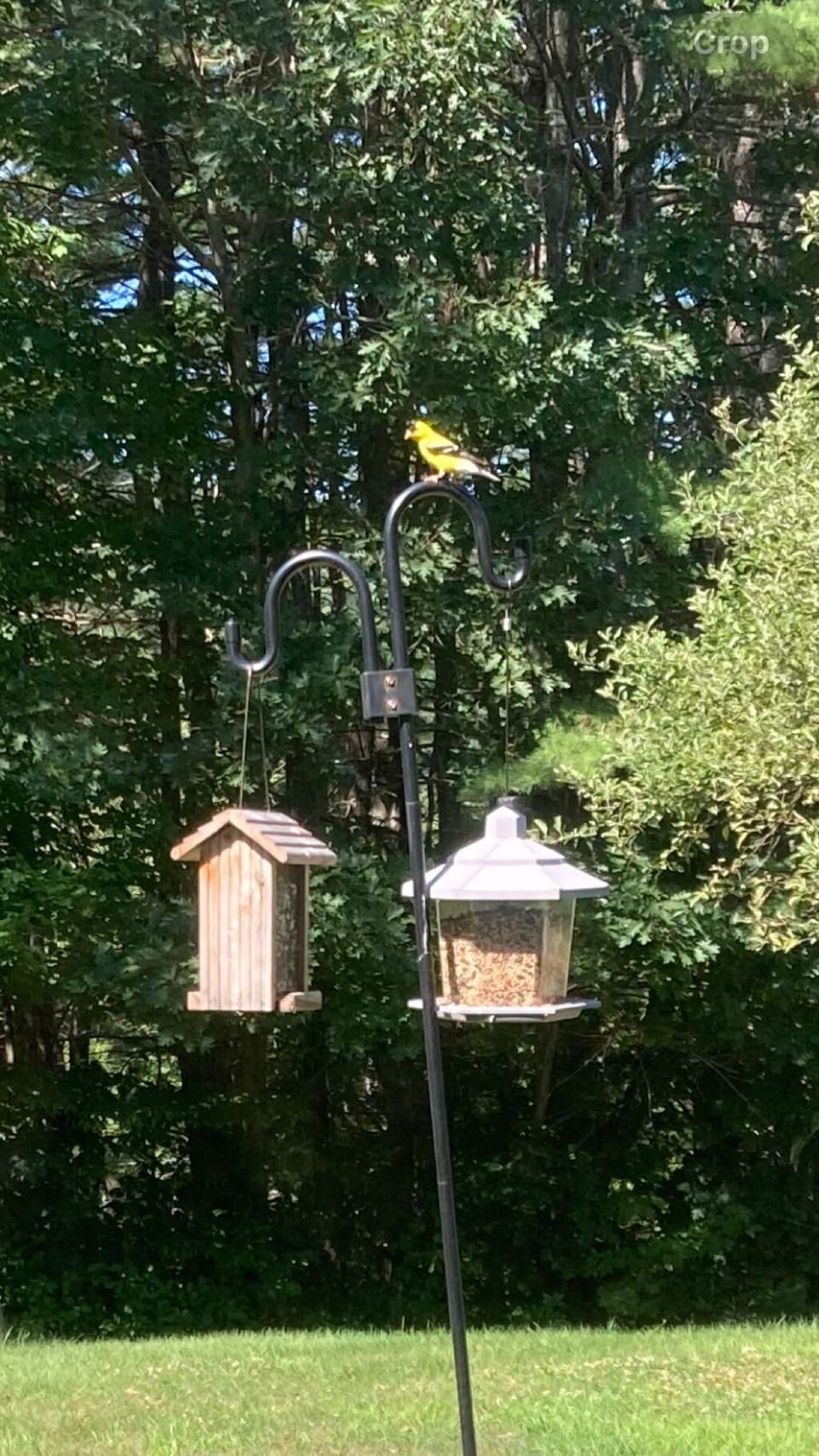 American Goldfinch or Evening Grosbeak?
