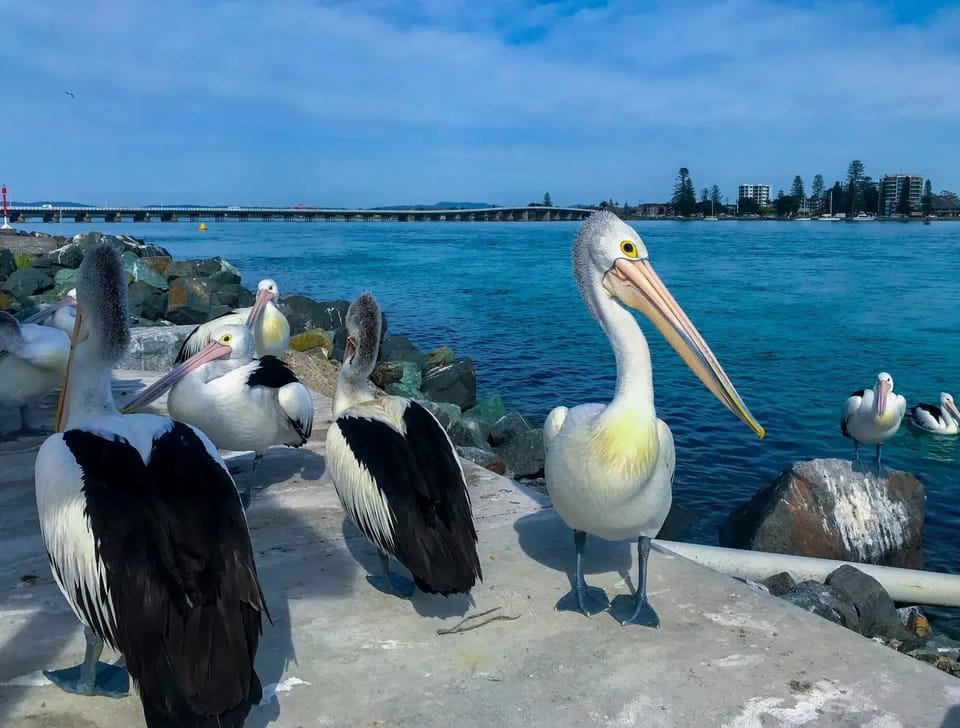 Pelicans at the boat harbour