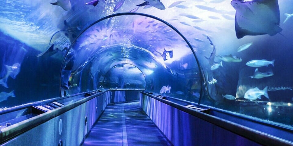 Aquarium of the Bay