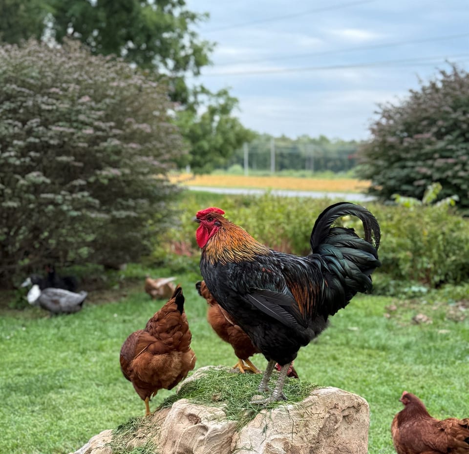Enjoy Fresh Eggs Daily!