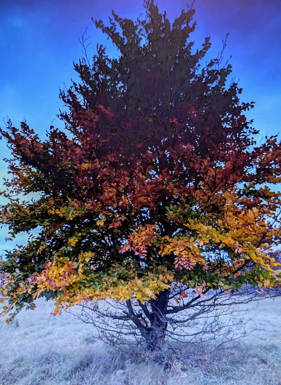 Miscellaneous