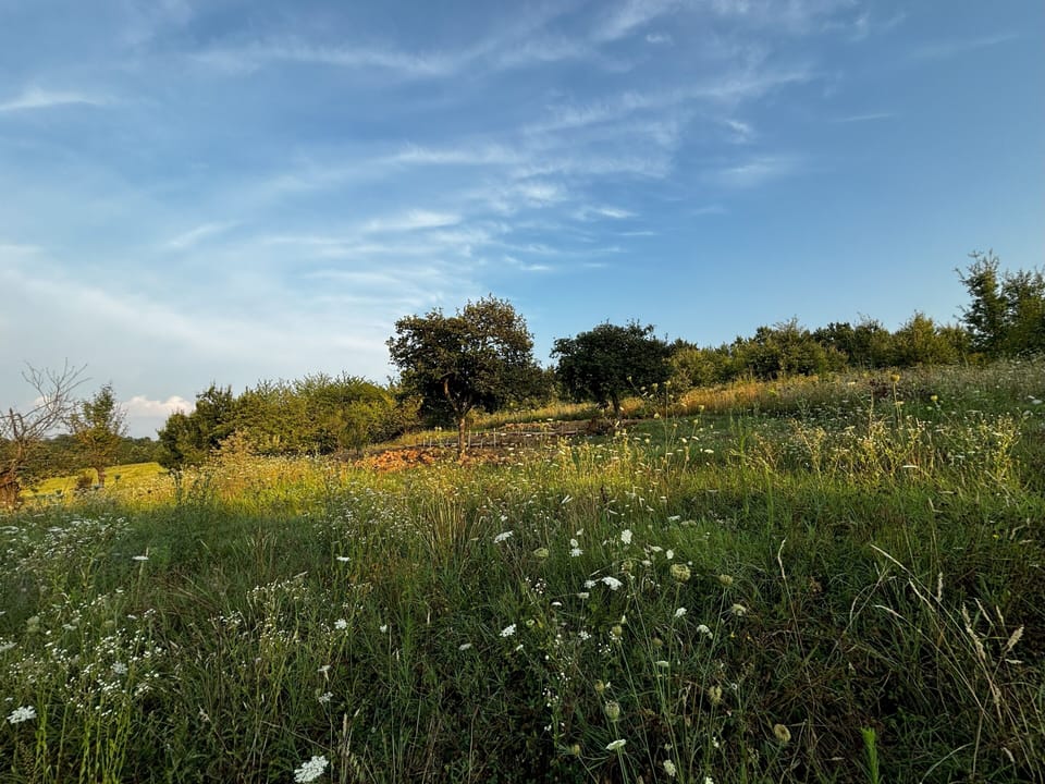 Our fields