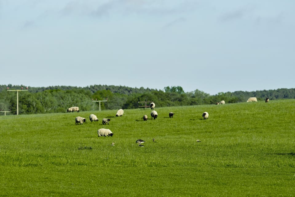 Scenery