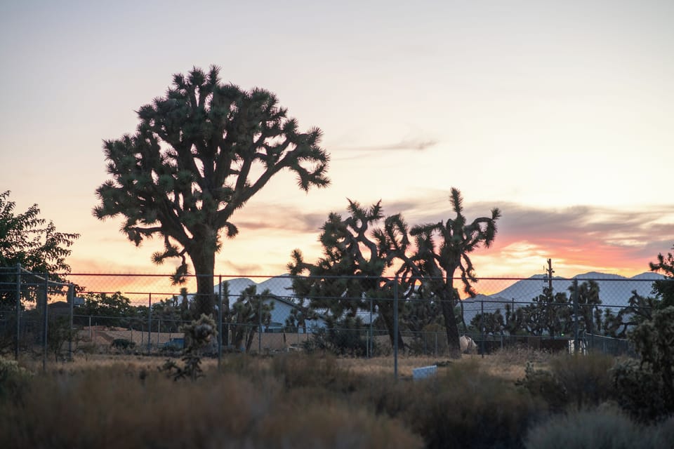 Our gorgeous views and Joshua Trees