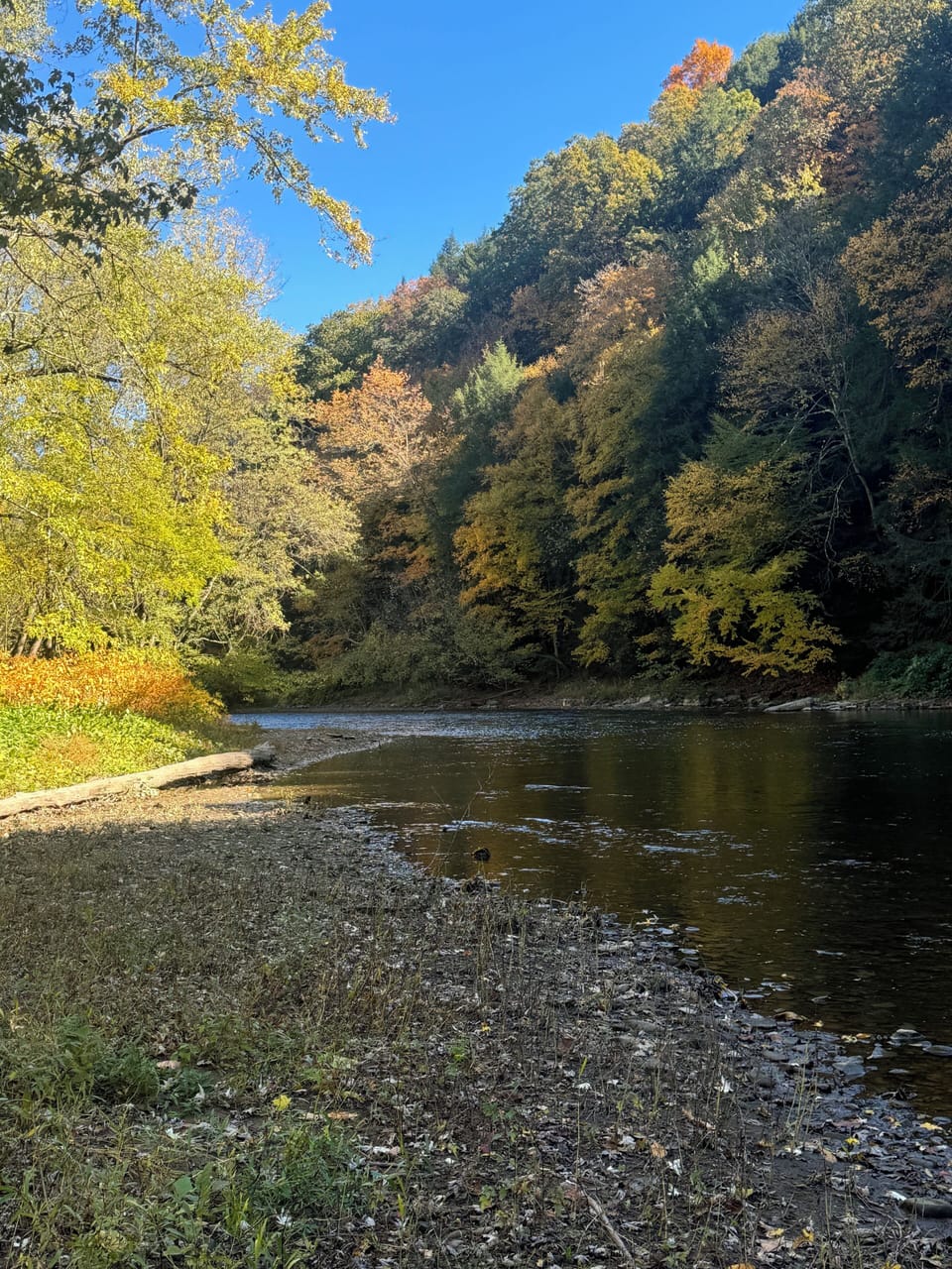 Creek view, Fish or splash, it's a beautiful view. 