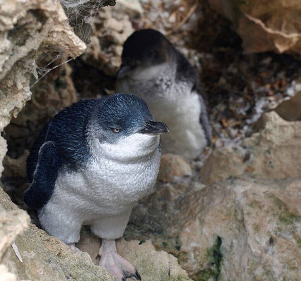LITTLE LITTLE PENGUINS (4K): Little Penguins can be seen nightly at dusk amongst the rocks at the end of St.Kilda Pier. 