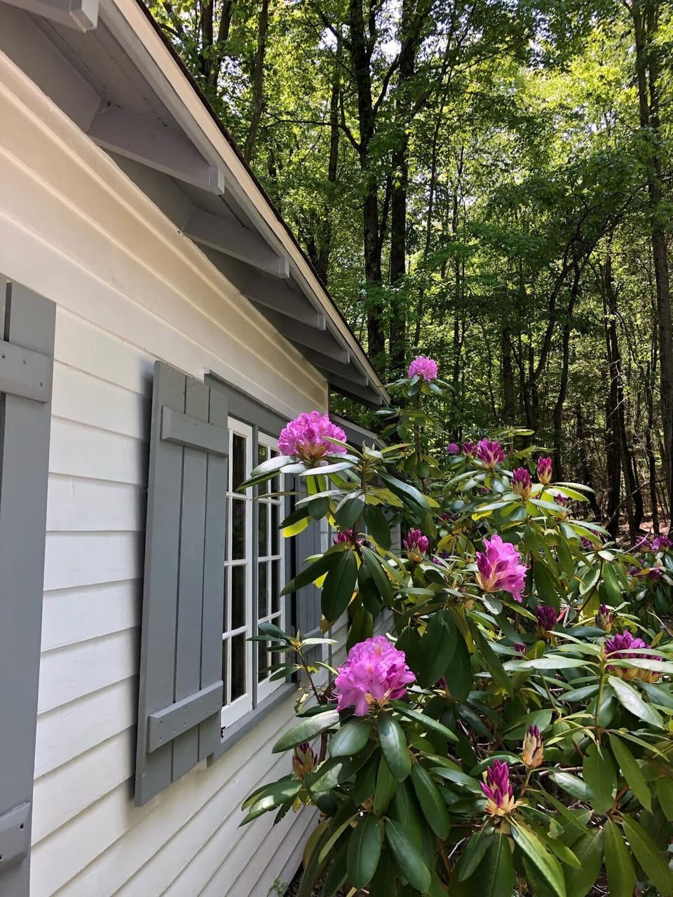 Rhododendron bloom in early summer.