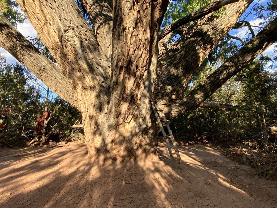 Ancient Cottonwood Trees just a 10 minute walk