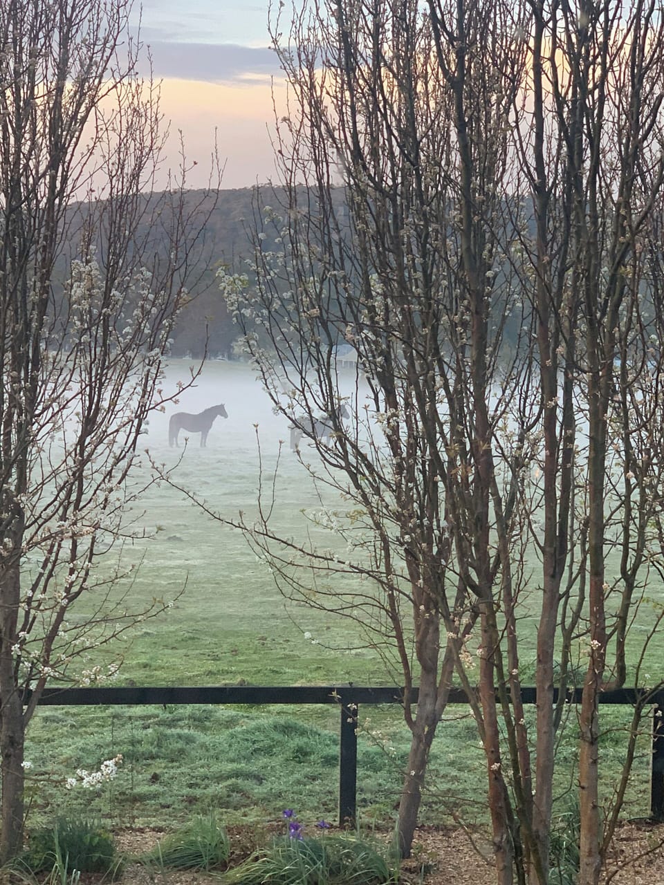 Horses in the misty morning