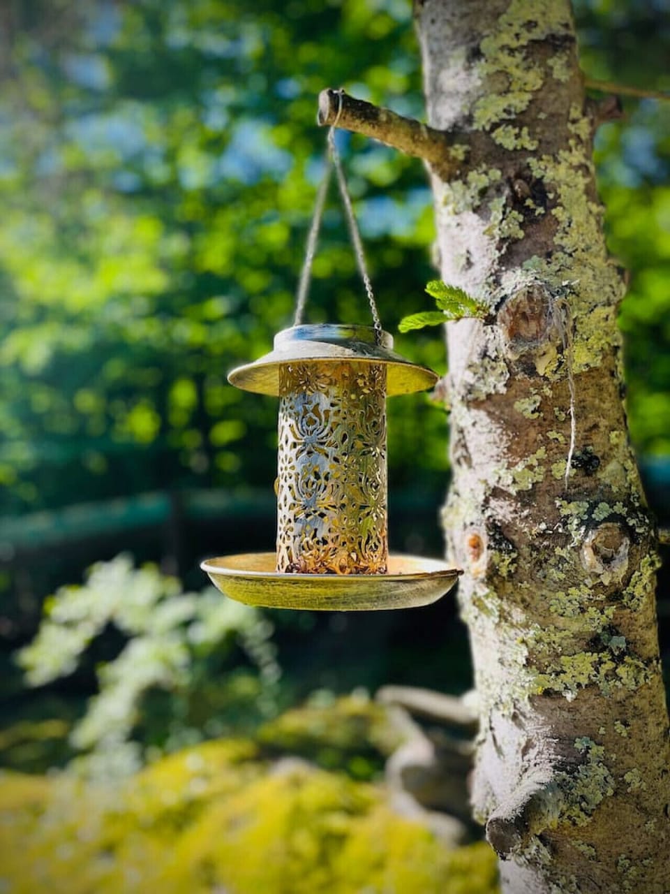 Do you like bird watching! This is it. We have red cardinals, blue jays and more varieties around the property.