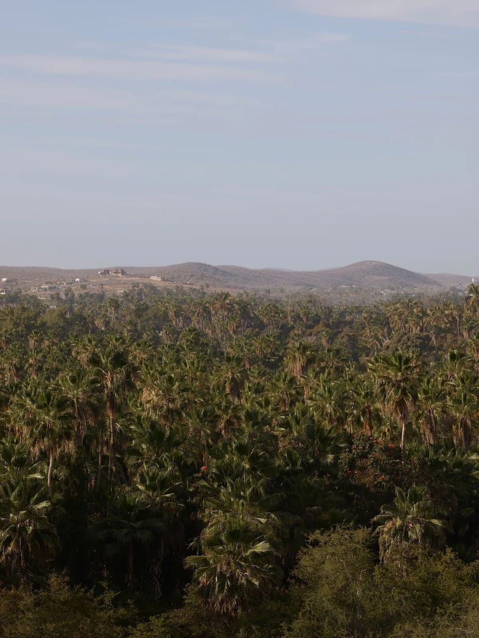 View from the tower